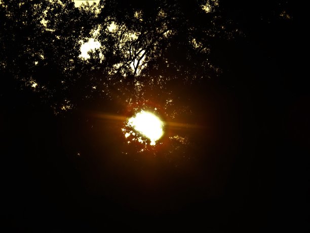 植树的日出图片下载