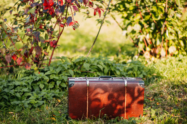 秋天森林里的棕色古董手提箱。皮箱在树下。秋天的大自然，树叶黄红相间。图片下载