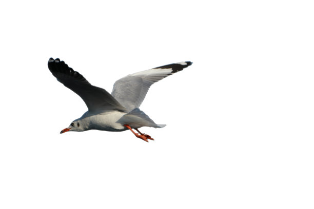 海鸥在飞翔图片下载