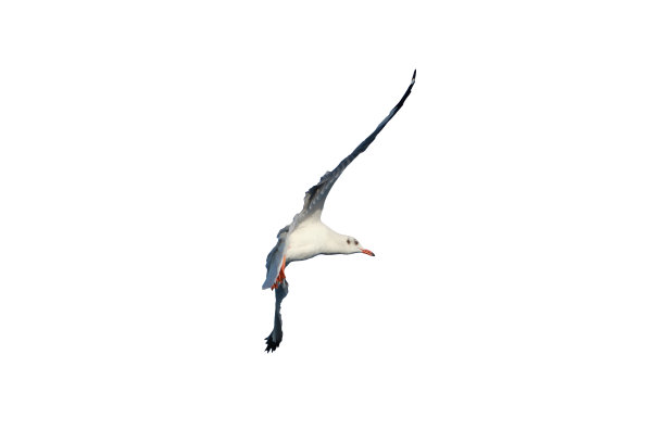 海鸥在飞翔图片下载