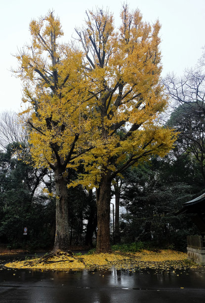 雨过后，黄色的银杏树带着叶子落在地上图片下载