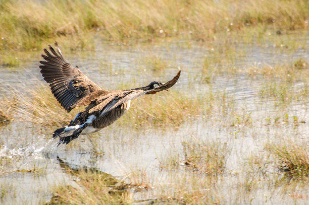 加拿大鹅起飞图片下载