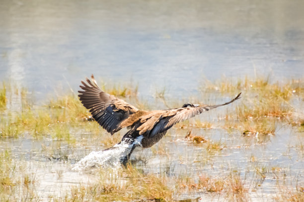 加拿大鹅起飞图片下载