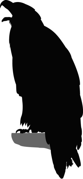 鹰的剪影。图片下载