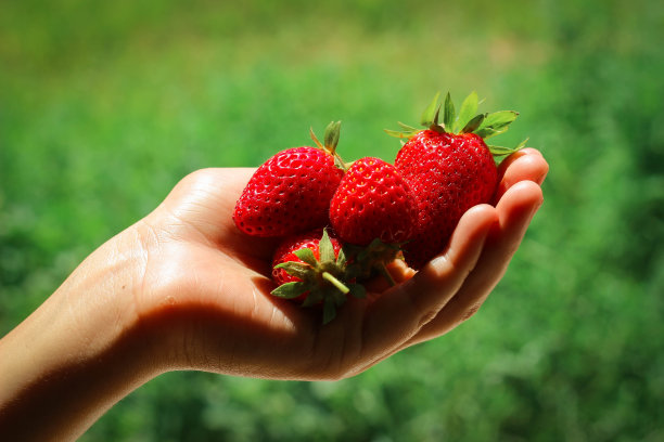 草莓丰收。手掌上的一把草莓。图片下载