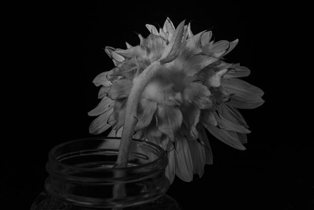 枯萎的向日葵在黑色的背景图片下载