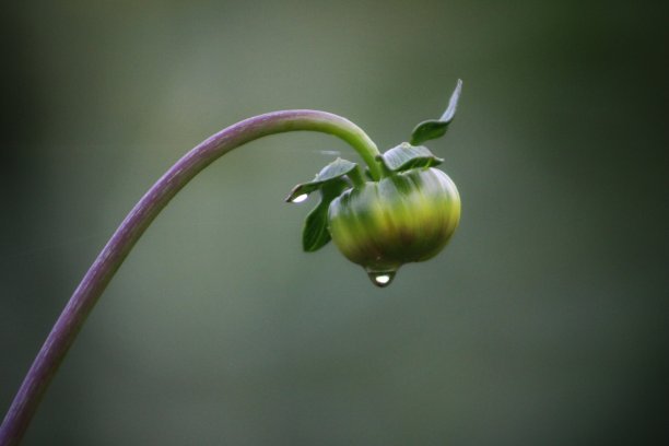 大丽花花蕾上的露珠图片下载