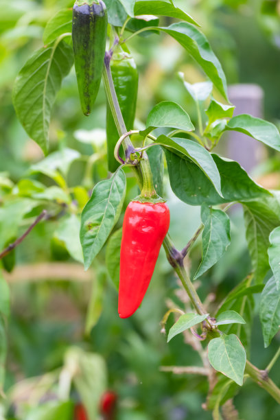 在田里的埃斯佩莱特辣椒图片下载