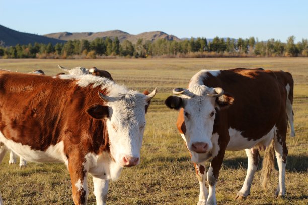 照片中的红牛在秋日的草地上吃着黄色的草，看着镜头，山上覆盖着松树林图片下载