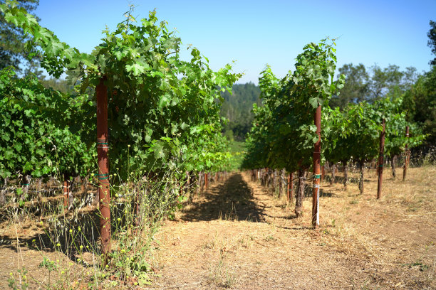 豪厄尔山的纳帕谷葡萄园图片下载