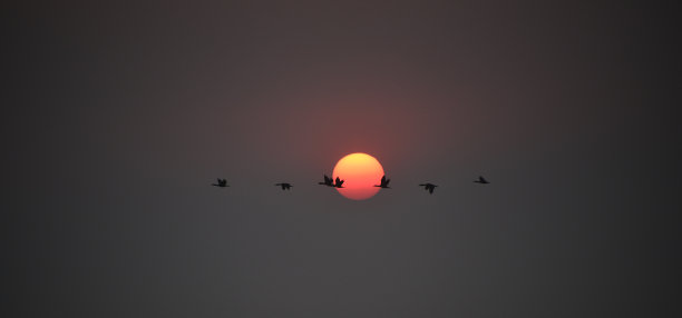 加拿大鹅飞过夕阳图片下载