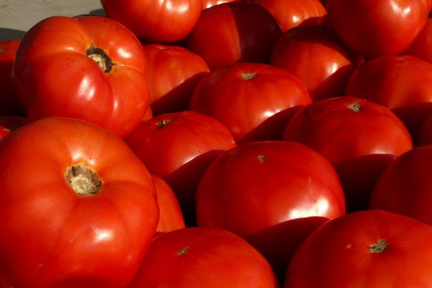 卡罗来纳海滩上的西红柿图片下载