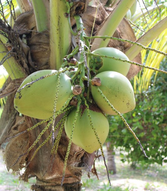 椰子树绿图片下载