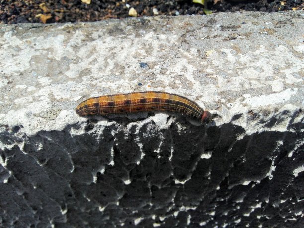 毛毛虫图片下载