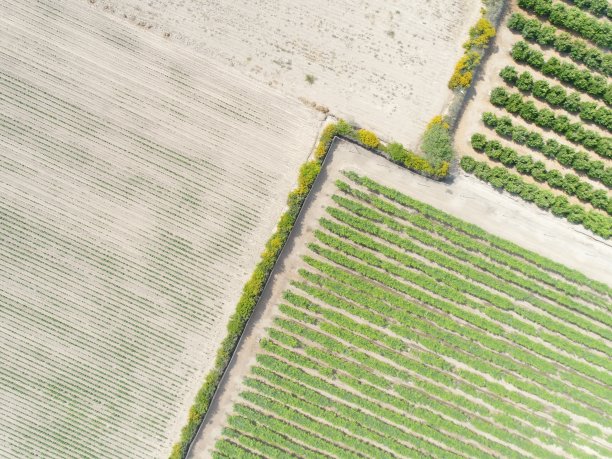 农业领域的航空图像。图片由无人机制作。图片下载