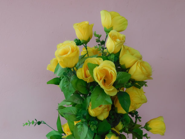 近距离观看黄花和绿叶孤立在平原背景图片下载