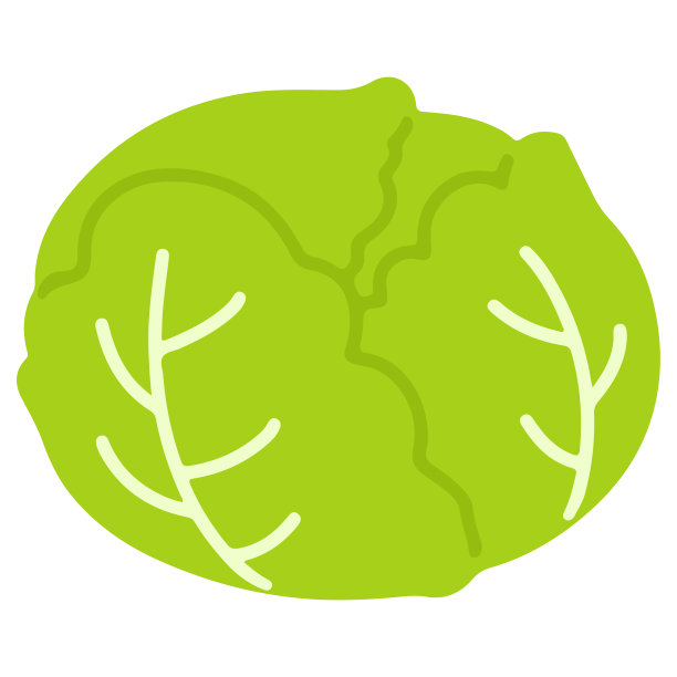 扁平的绿色新鲜卷心菜图片下载