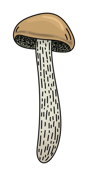 白色背景上孤立的蘑菇图片下载