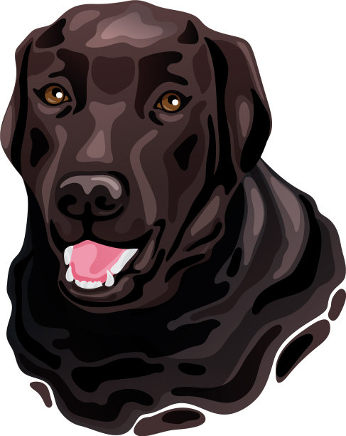 棕色拉布拉多寻回犬头图片下载