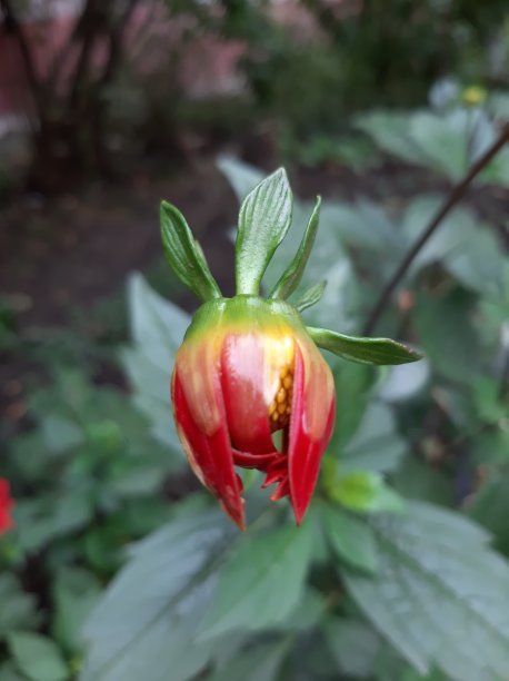 红色大丽花在花园里绽放图片下载