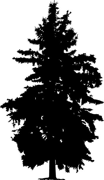 松树的剪影。图片下载