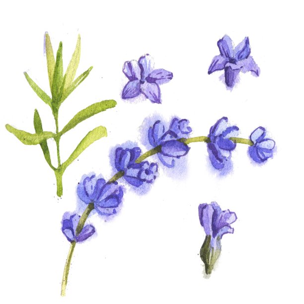 复古的薰衣草花元素。植物插图。一组白色背景上的薰衣草花。水彩薰衣草。孤立在白色背景上的薰衣草花。图片下载