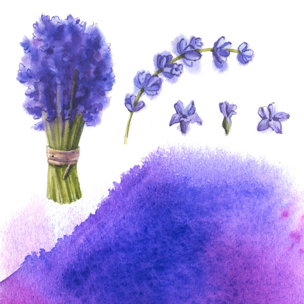 水彩薰衣草花束背景。框架与手绘古董植物。图片下载