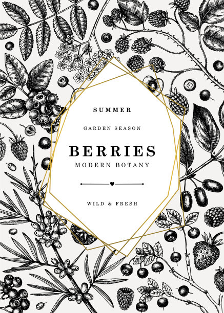 夏季浆果vintage设计手绘浆果图片下载