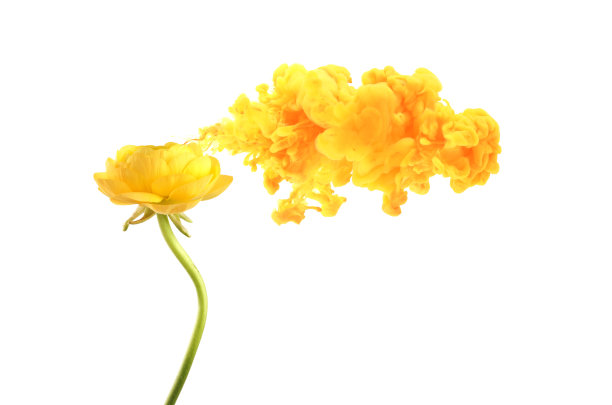 黄色的银莲花与烟云。Contcept创造性的颜色。孤立在白色背景上。图片下载