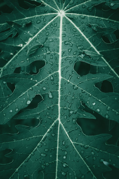 绿叶图案背景。深绿色调背景图片下载