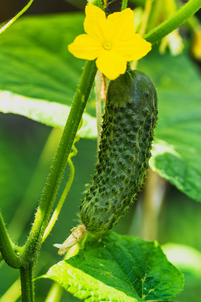 新鲜的小黄瓜和黄色的花和叶子在床上图片下载