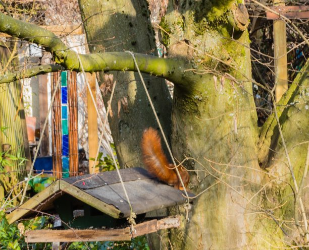 松鼠在鸟屋图片下载