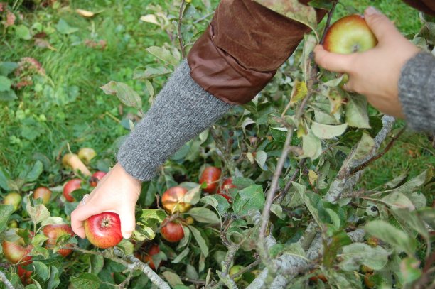 年轻的成年女性采摘苹果的手臂和手。图片下载