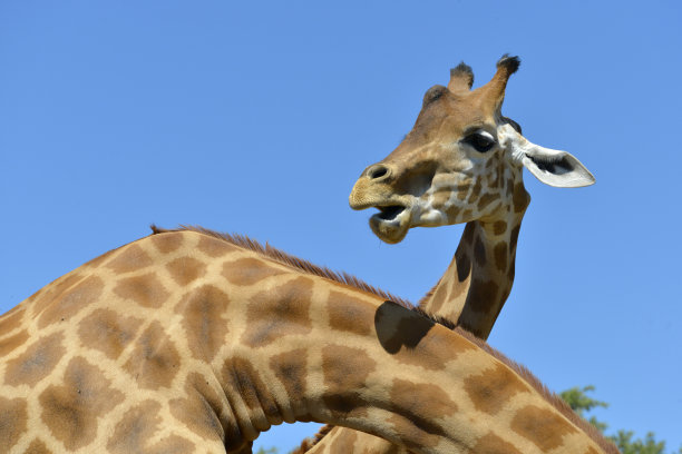 蓝色的天空背景长颈鹿的头图片下载