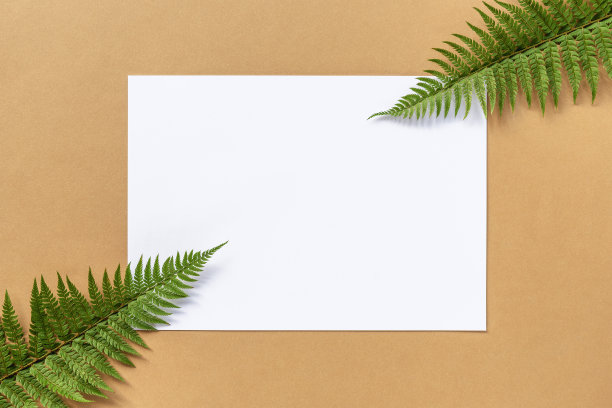 空白纸上米色背景，蕨叶装饰。俯视图，平放图片下载