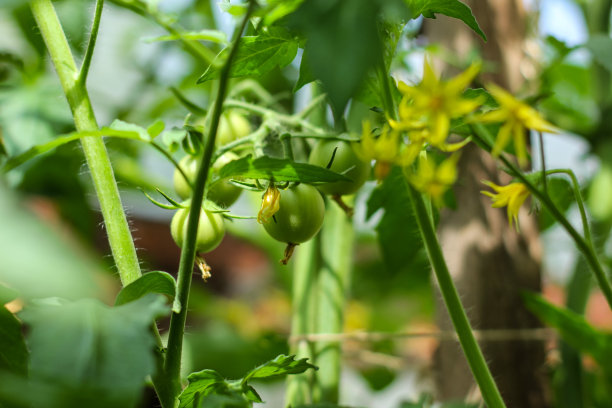 花园里的树枝上长着未成熟的绿色西红柿。农业、收获、夏季概念。图片下载