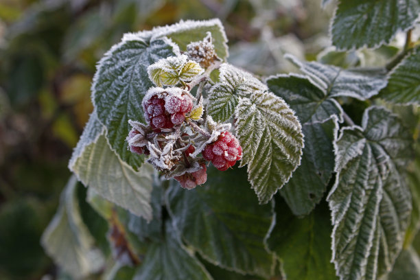 覆盆子上覆盖着白霜。图片下载