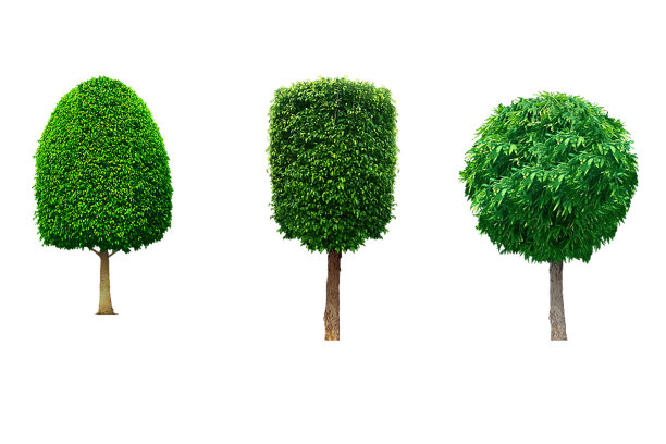 在白色背景上孤立切割的树。图片下载