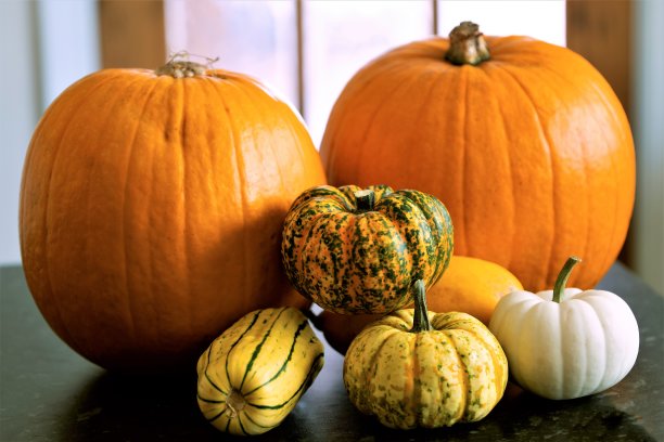 南瓜和南瓜是家里种的万圣节。图片下载