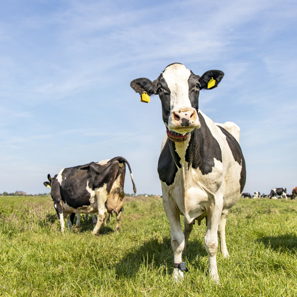愚蠢的黑白奶牛站在荷兰的绿色草地上，碧蓝的天空下。图片下载