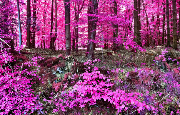 美丽的粉红色和紫色的红外全景乡村景观与蓝天图片下载