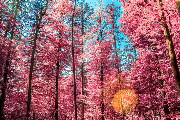 美丽的粉红色和紫色的红外全景乡村景观与蓝天图片下载