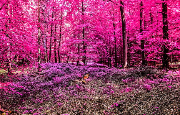 美丽的粉红色和紫色的红外全景乡村景观与蓝天图片下载