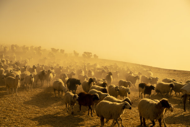 这群羊一出生就被赶去牧场吃草。温度高，环境粉尘多图片下载