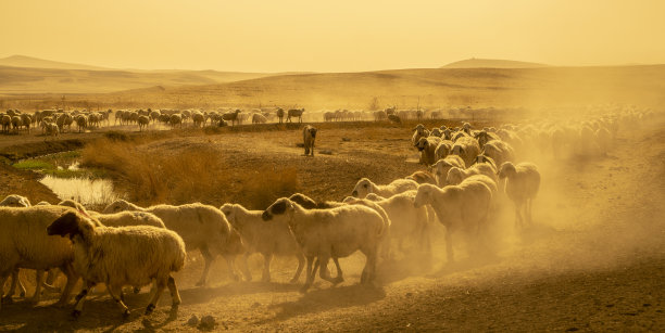 这群羊一出生就被赶去牧场吃草。温度高，环境粉尘多图片下载