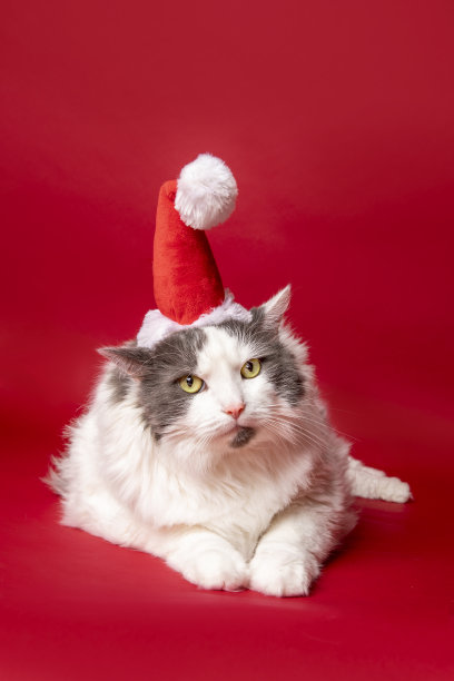 戴圣诞帽的有趣的猫图片下载