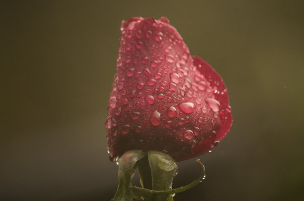 湿玫瑰花头图片下载