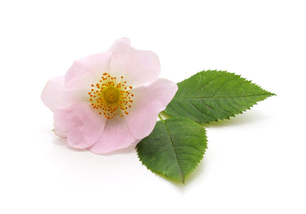 野玫瑰的花。图片下载