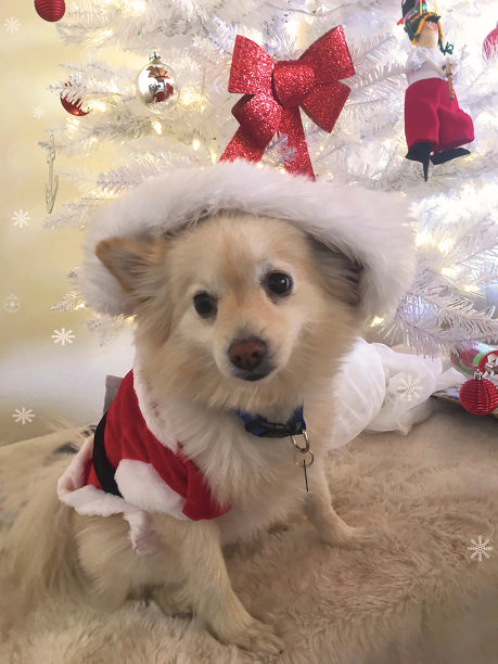 假日小狗马里布卡图片下载