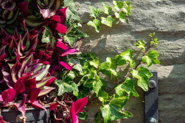 攀挂植物，色彩艳丽图片下载